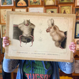 Vintage Animal Cabinet Doors by DDco Design