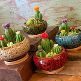 Succulent Candle Gardens by MamaBareAZ