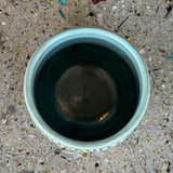 Spotted Saguaro Cups by Mehgan on the Moon