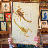 Vintage Animal Cabinet Doors by DDco Design