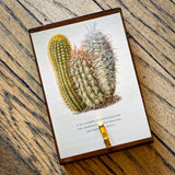Botanical Cactus Key Hangers by DDco Design