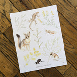 Art and Biology, 8x10 Prints by Aall Forms of Life