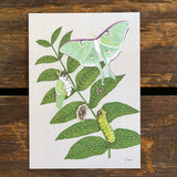 Art and Biology, 5x7 Prints by Aall Forms of Life