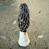 Ceramic Mushrooms by Mehgan on the Moon