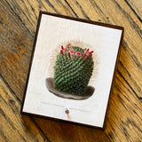 Botanical Cactus Key Hangers by DDco Design