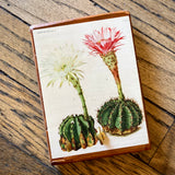Botanical Cactus Key Hangers by DDco Design