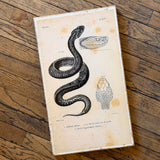 Vintage Animal Cabinet Doors by DDco Design