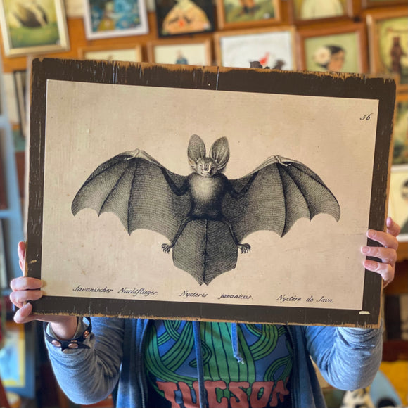 Vintage Animal Cabinet Doors by DDco Design