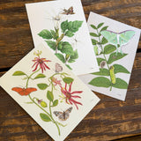 Art and Biology, 5x7 Prints by Aall Forms of Life
