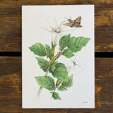 Art and Biology, 5x7 Prints by Aall Forms of Life