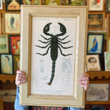 Vintage Animal Cabinet Doors by DDco Design