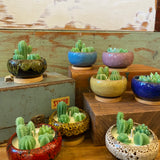 Succulent Candle Gardens by MamaBareAZ