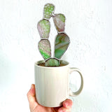 Stained Glass Cactus by Goodness Glass