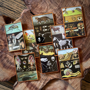 Scientific Illustration Magnets with Reclaimed Glass by DDCo Design