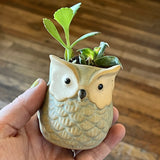Cactus Cups