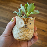 Cactus Cups