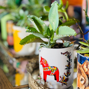 Cactus Cups