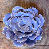 Ceramic Flora by Pottery by Jodi