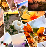 Wildflowers On The Rillito Postcards by Libby Tobey