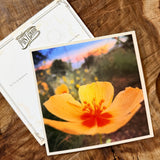 Wildflowers On The Rillito Postcards by Libby Tobey
