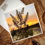Wildflowers On The Rillito Postcards by Libby Tobey