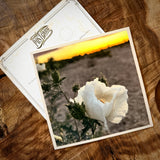 Wildflowers On The Rillito Postcards by Libby Tobey