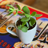 Cactus Cups