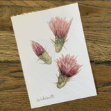 5x7 Cactus Blossom prints by Cacti Oasis