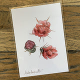 5x7 Cactus Blossom prints by Cacti Oasis