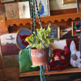 Macramé Plant Hangers by Melrose Macramé