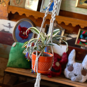 Macramé Plant Hangers by Melrose Macramé