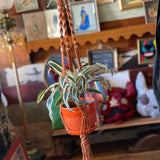 Macramé Plant Hangers by Melrose Macramé