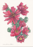 5x7 Cactus Blossom prints by Cacti Oasis*