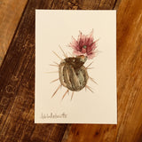 5x7 Cactus Blossom prints by Cacti Oasis