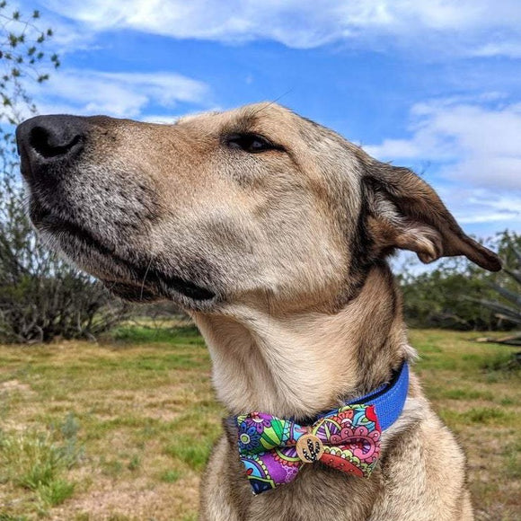 Dog Bow Tie by Aall Forms of Life