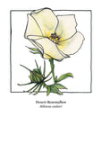 5x7 Cactus Blossom prints by Cacti Oasis*